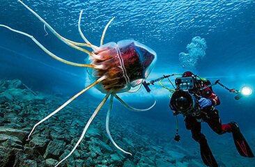 The Underwater World